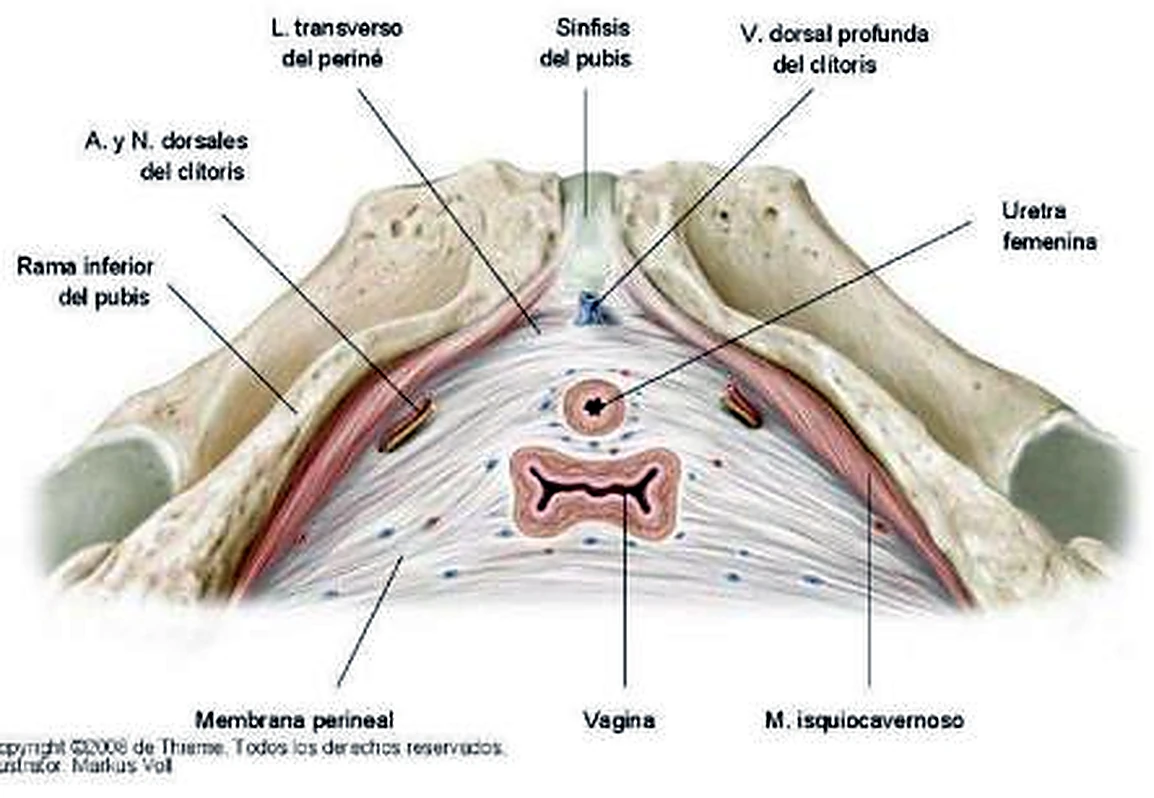 Esquema de la vagina.