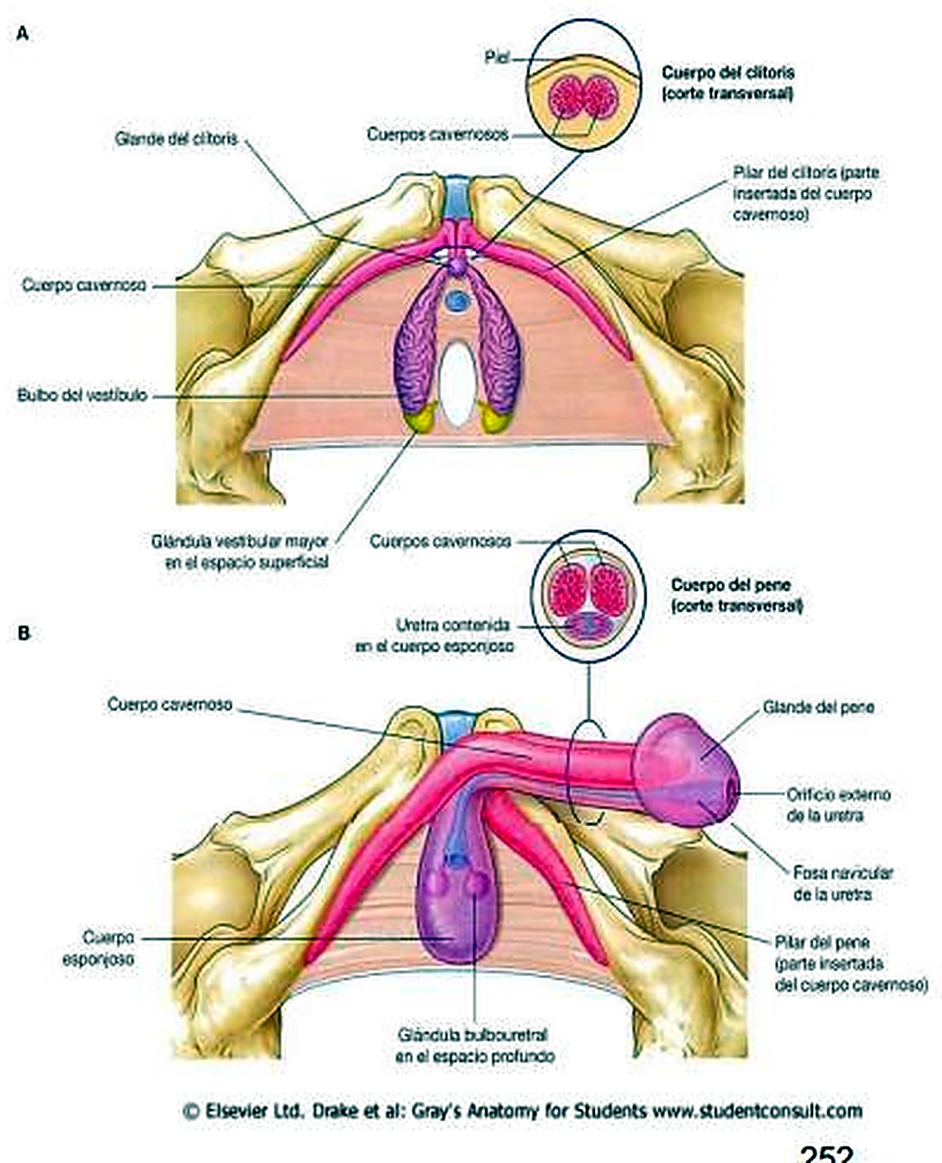 Esquema de los genitales externos.
