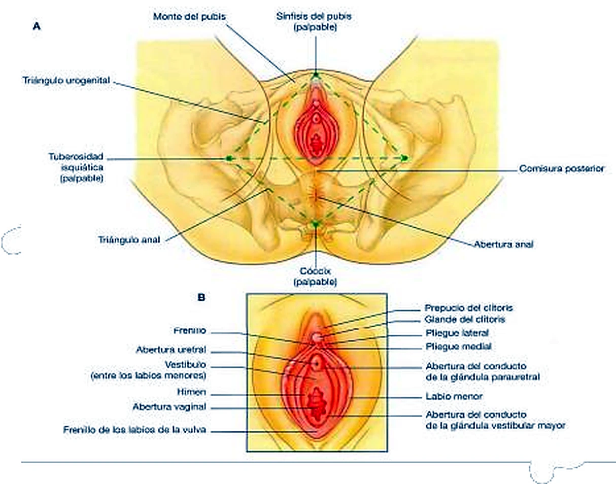 Esquema de las glándulas vestibulares.