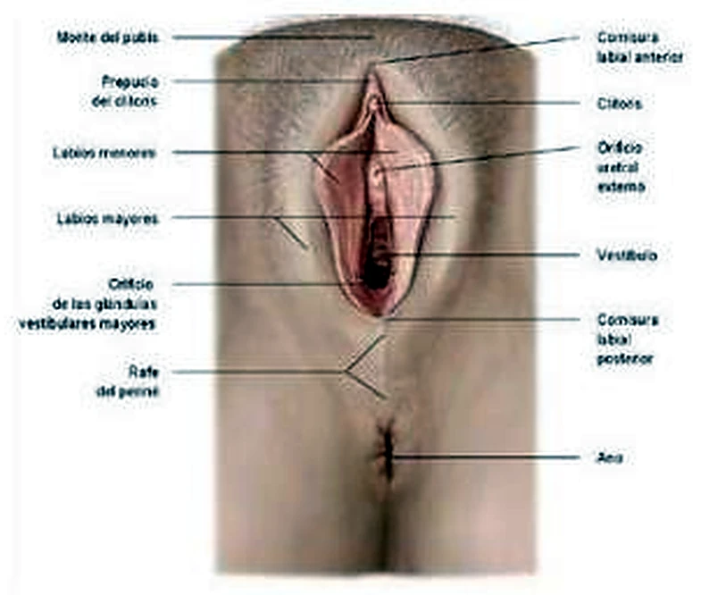 Imagen de los labios.