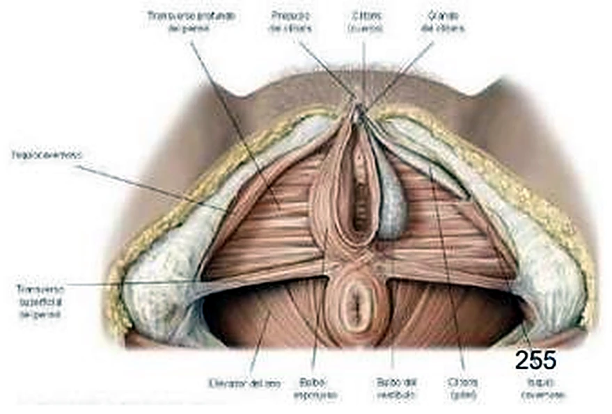 Esquema del vestíbulo.