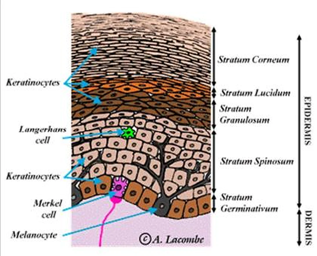 Corte de la epidermis, con las capas señaladas con líneas y nombres y las células especiales en colores.