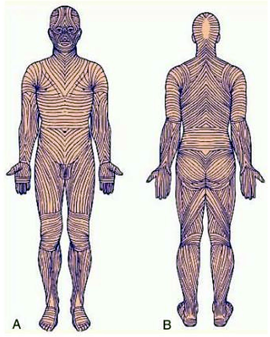 Dos siluetas humanas, con la dirección de unas líneas finas dibujada sobre la piel.