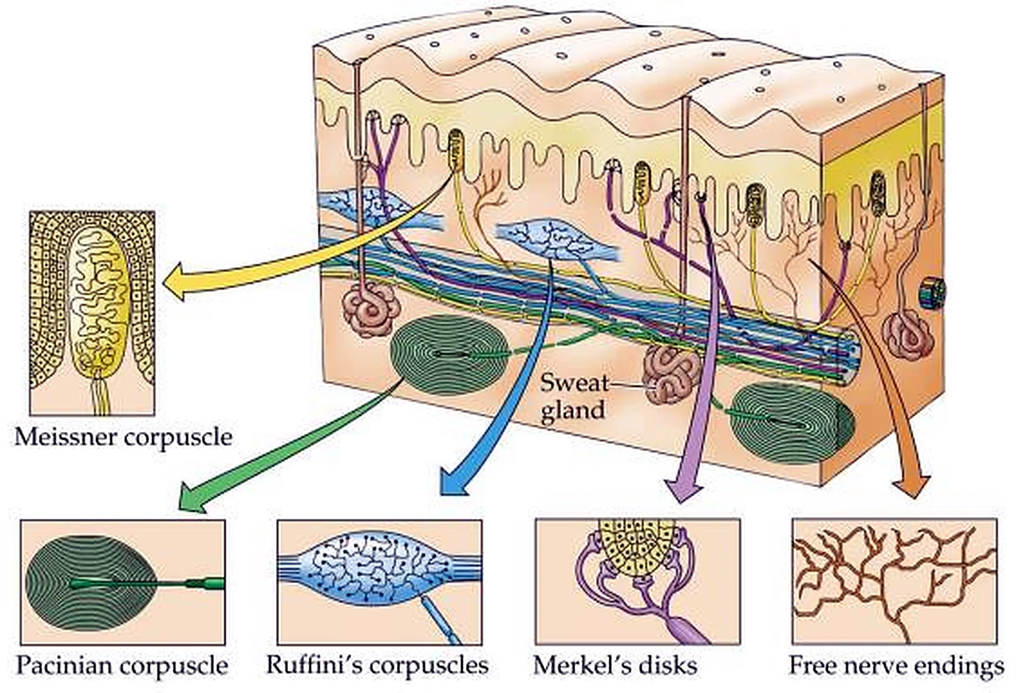 Un bloque de piel en el centro y alrededor cinco recuadros, con el detalle de cada receptor.