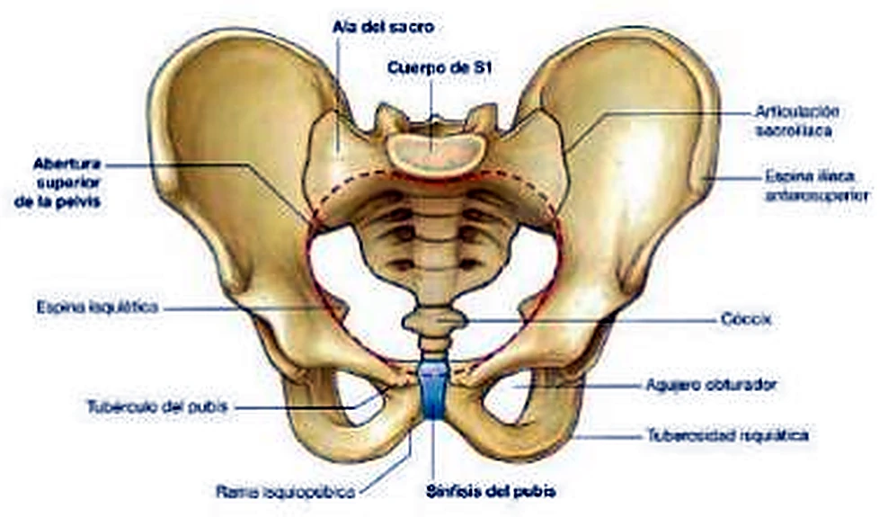 La pelvis entera por delante, con una línea roja discontinua en el centro y etiquetas.