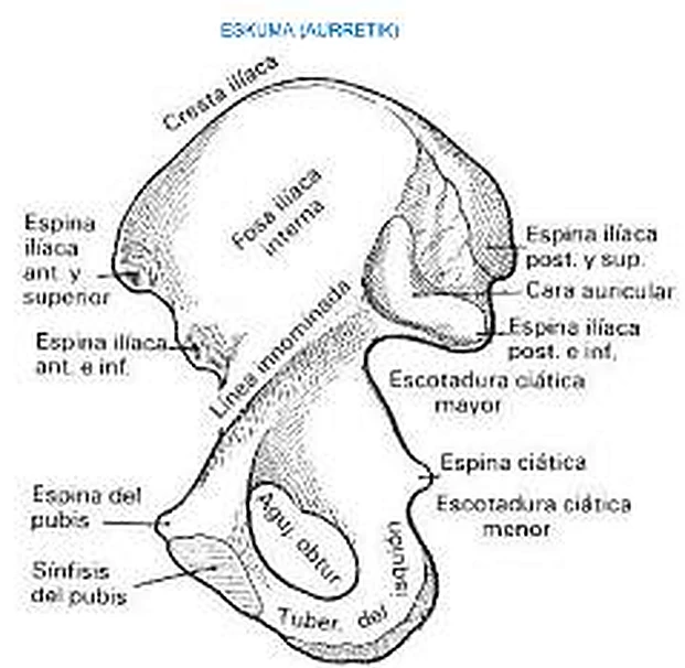 Dibujo en blanco y negro del hueso coxal con etiquetas.