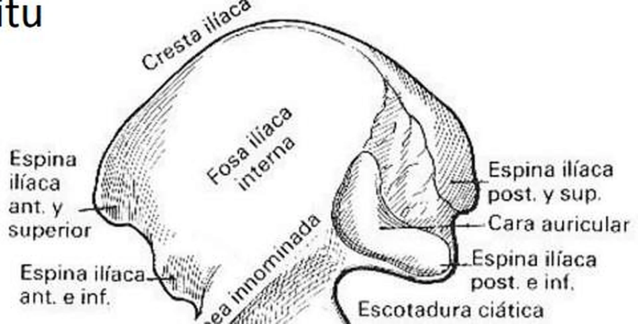 Dibujo en blanco y negro del ilion con etiquetas.