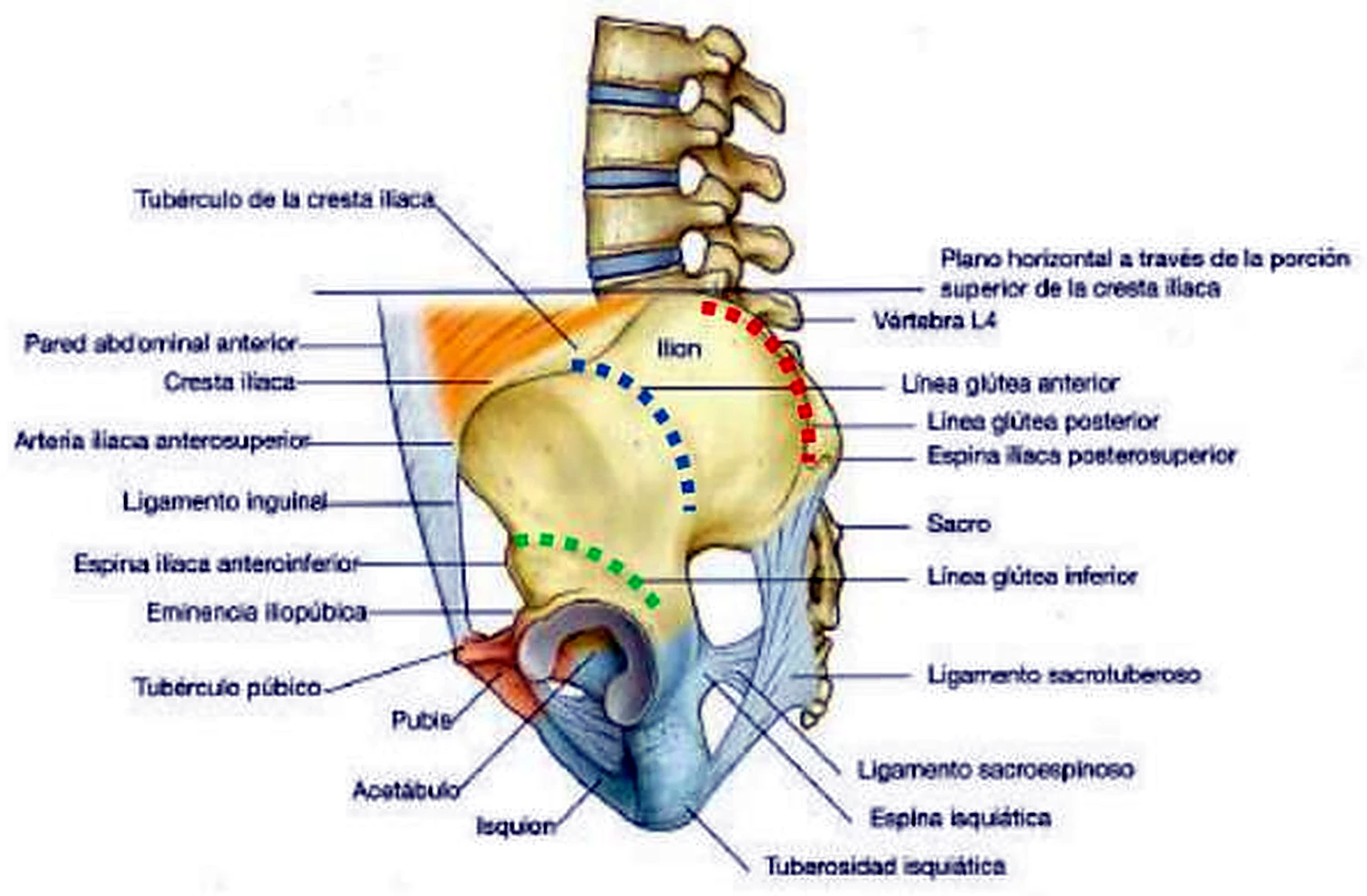 Un lado de la pelvis por detrás y de lado, con el ilion en amarillo y líneas discontinuas de colores.