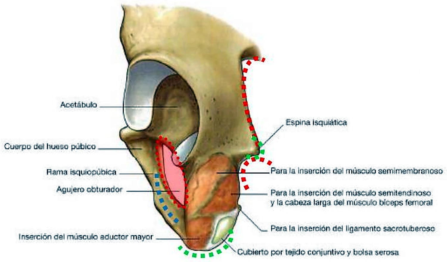 La parte inferior de la pelvis por detrás, con la tuberosidad coloreada.