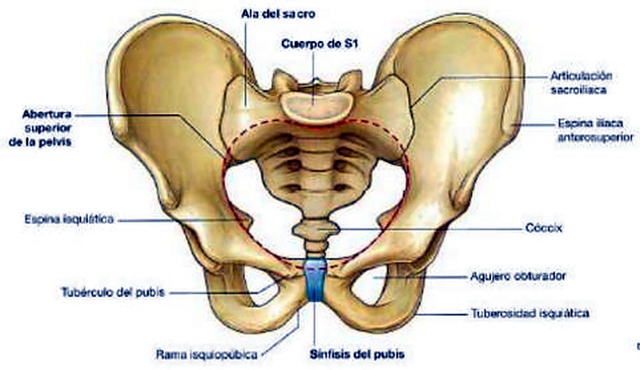 La pelvis entera por delante, con una línea roja discontinua ovalada.