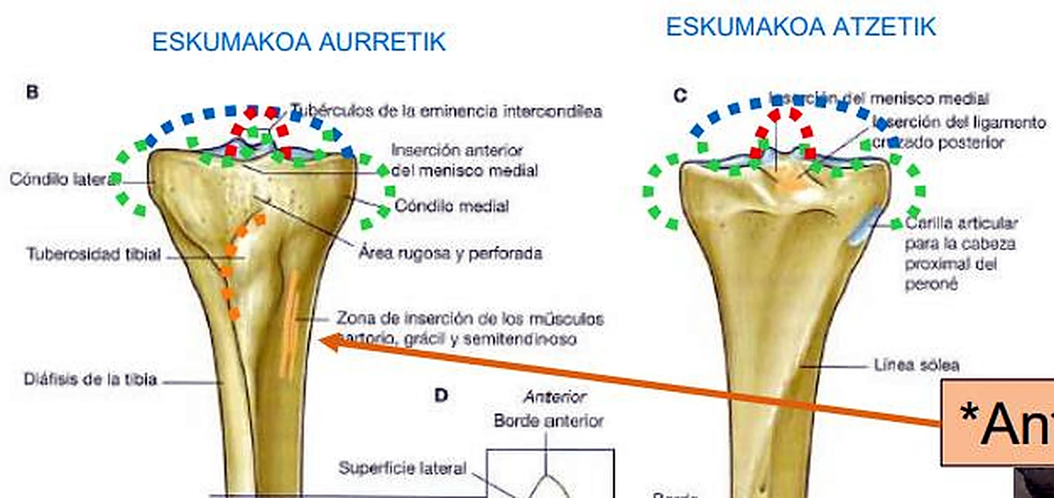 El extremo superior de la tibia en dos vistas, con líneas discontinuas de colores y una flecha naranja.