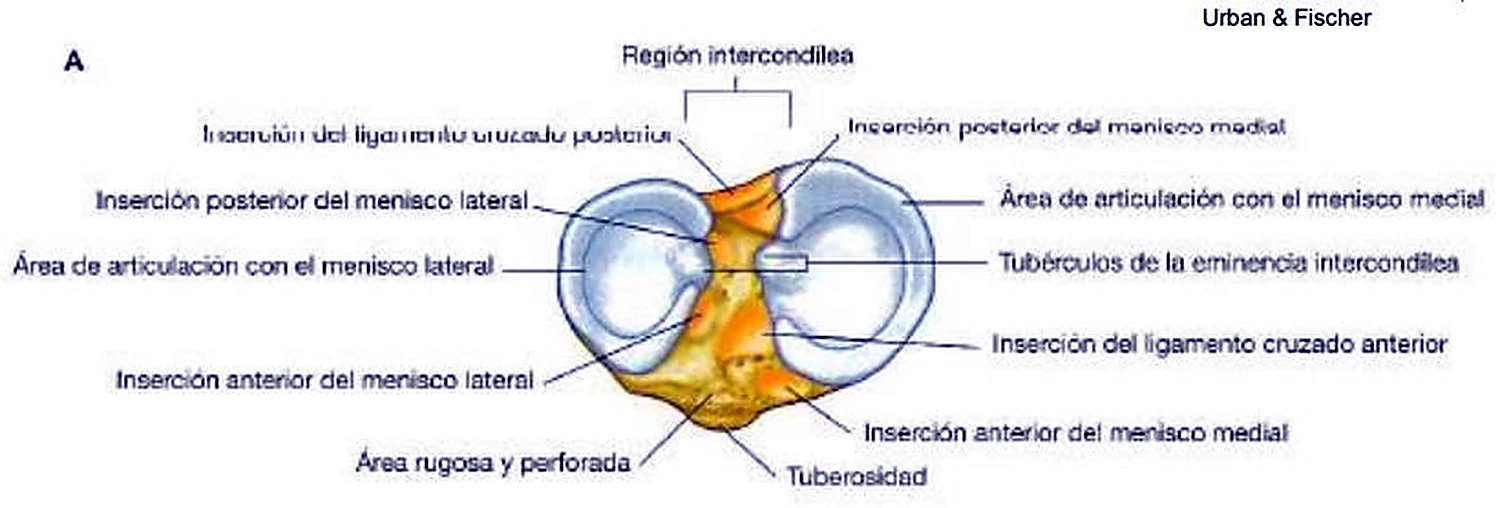 La superficie superior de la tibia con dos óvalos azules y en el centro una zona naranja.