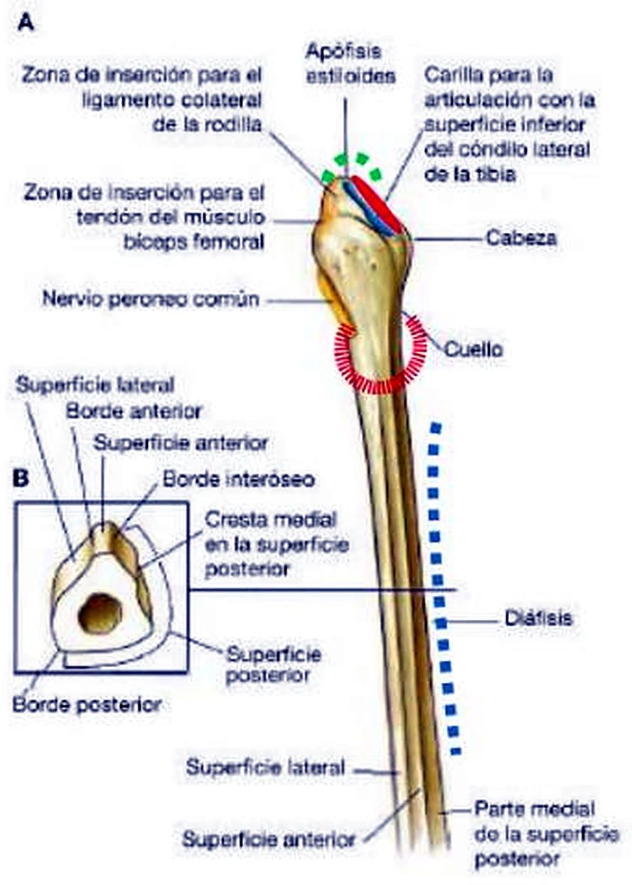 La parte superior del peroné con etiquetas, un círculo rojo en el cuello y una línea azul discontinua en la diáfisis.