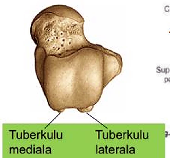 La cara posterior del astrágalo ampliada, con dos salientes y las etiquetas en euskera.