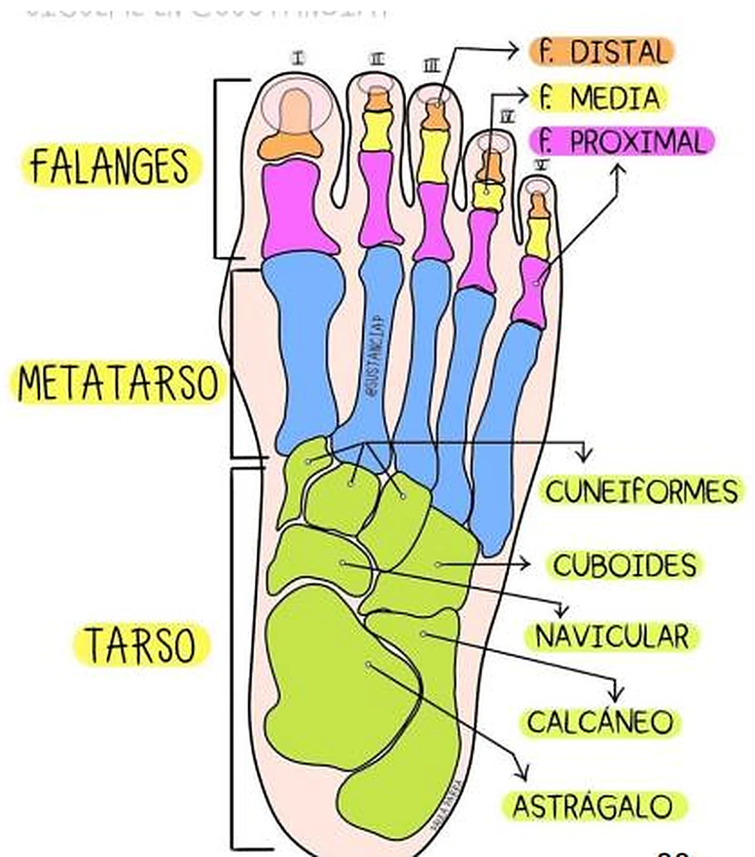 Esquema dibujado de un pie con los grupos de huesos en colores y etiquetas amarillas.