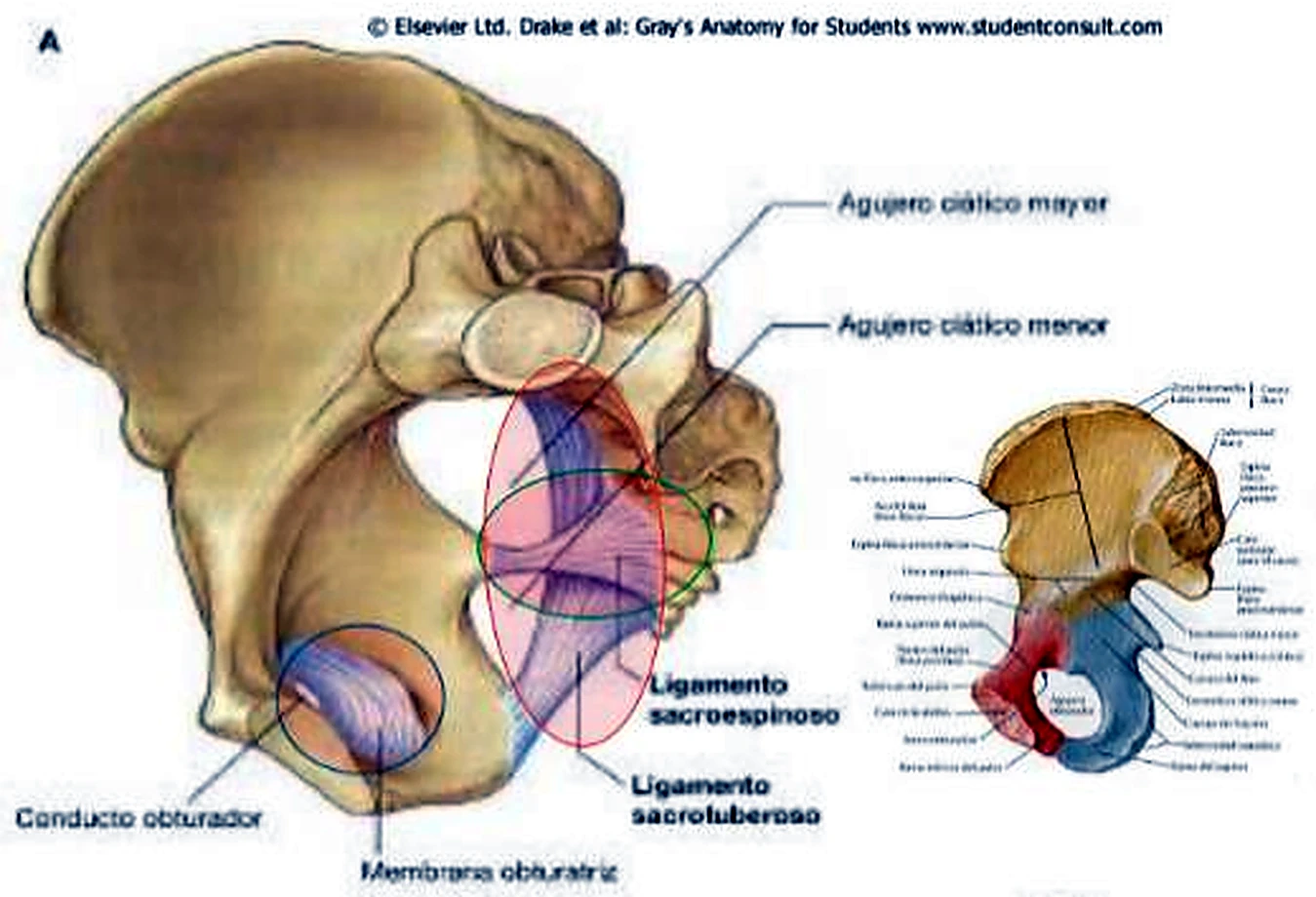 Un lado de la pelvis por dentro, con los ligamentos en círculos de colores, y un pequeño hueso coxal en colores.