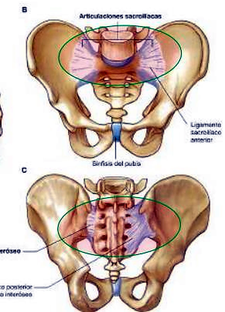 La pelvis por delante y por detrás, con ligamentos azules alrededor del sacro y óvalos verdes.