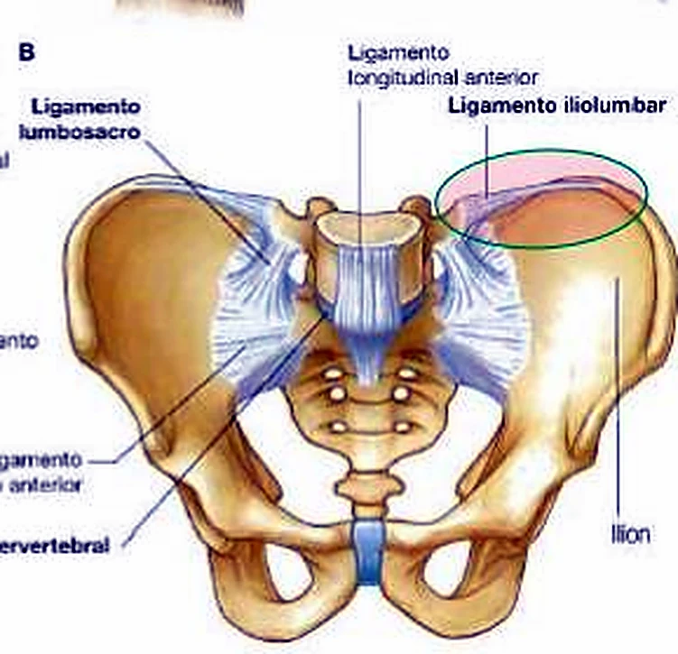 La pelvis por delante, con las últimas vértebras lumbares y ligamentos azules, y un óvalo rojo en la parte alta del ilion.