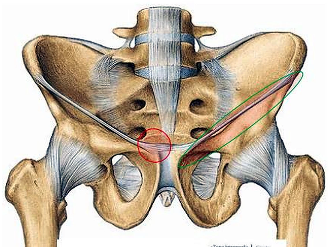 La pelvis y los extremos superiores de los fémures por delante, con ligamentos azules y un óvalo verde alargado.