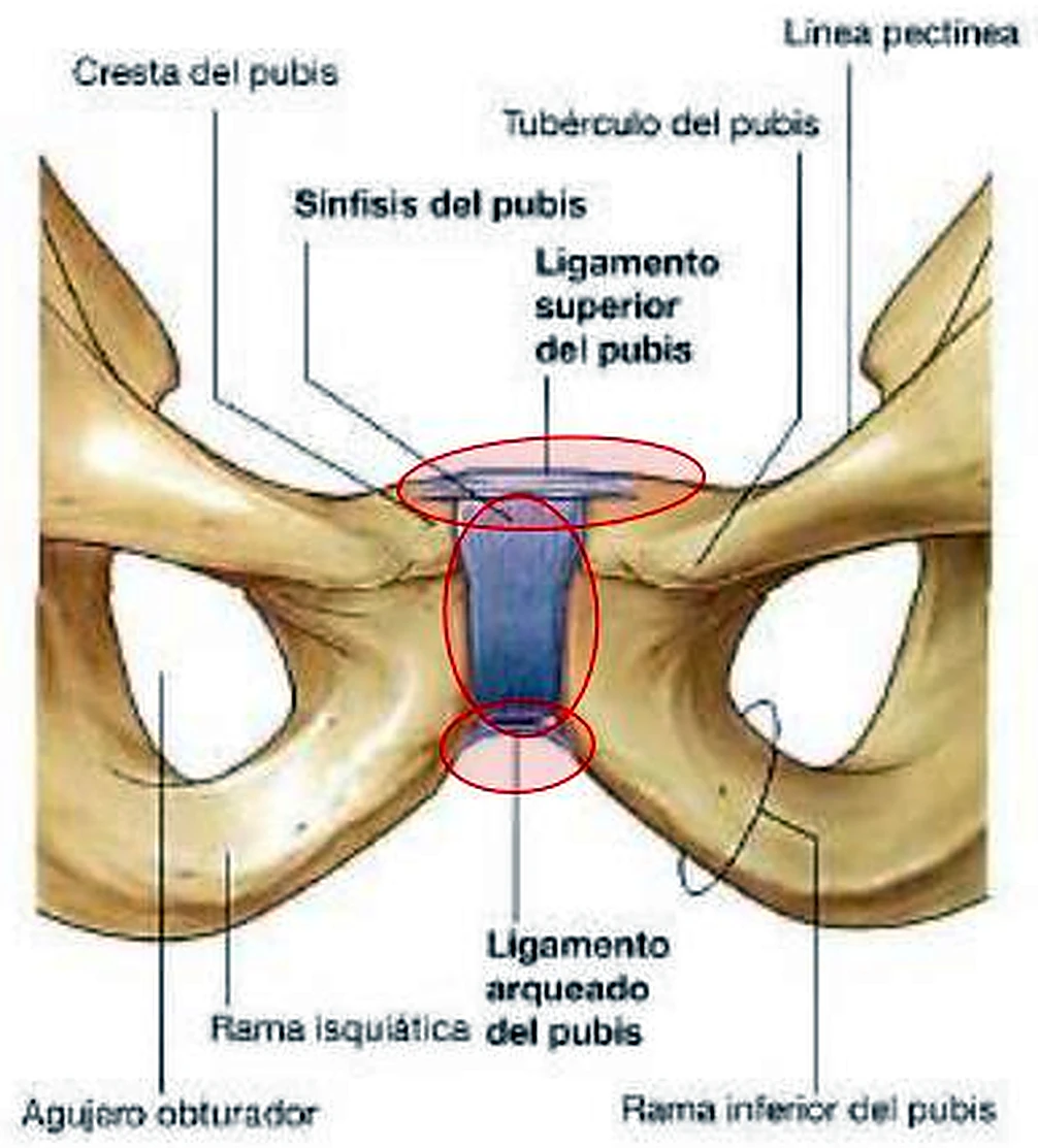 Los dos pubis por delante, con un disco azul en el centro y círculos rojos encima y debajo.