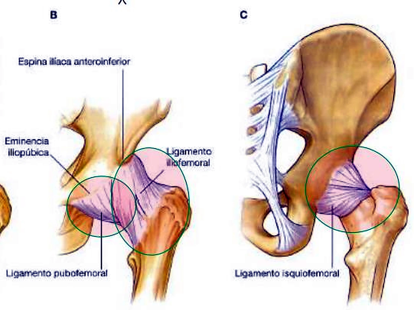 La articulación de la cadera en dos vistas, con ligamentos morados en círculos verdes.