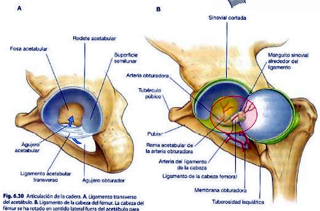 El acetábulo en dos vistas, en la segunda con la cabeza del fémur sacada y un ligamento en el centro.