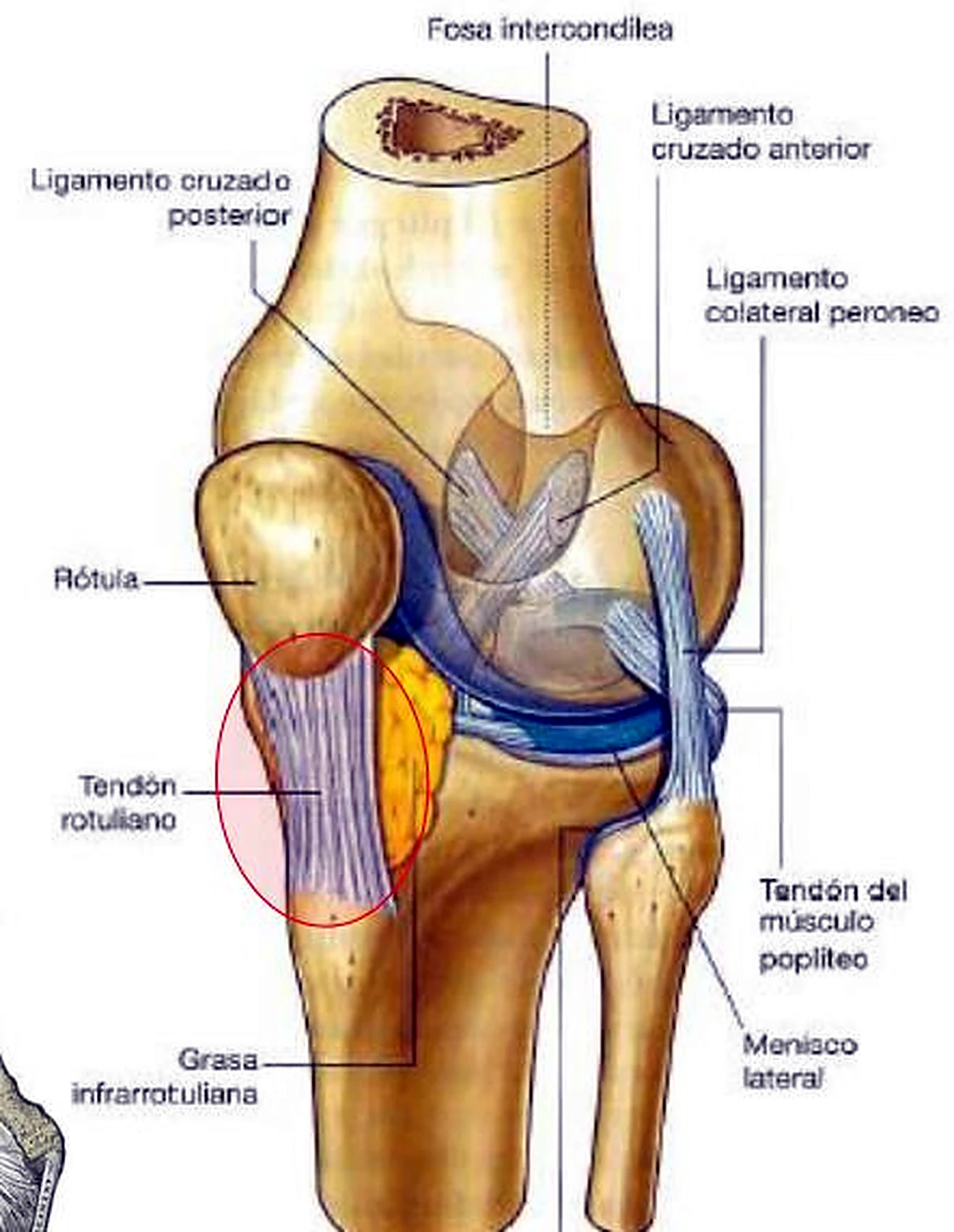Los huesos de la rodilla, la rótula y el tendón con un círculo rosado, y en el centro los ligamentos transparentes.