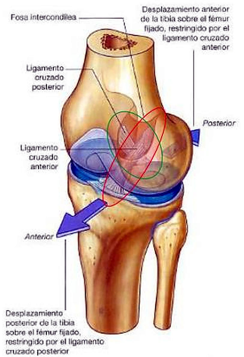 La rodilla semitransparente, dentro los dos ligamentos cruzados y una flecha morada.