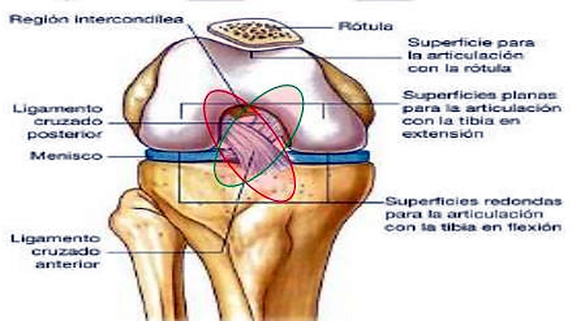 El extremo inferior del fémur por delante con la rodilla flexionada, en el centro los ligamentos cruzados con óvalos.
