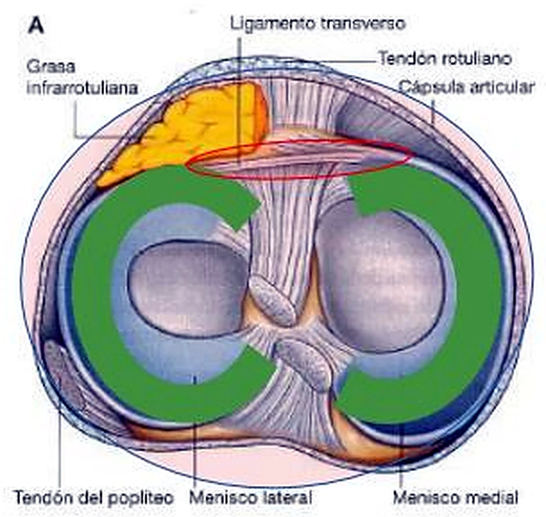 La meseta de la tibia desde arriba, con dos C verdes y en el centro los ligamentos.