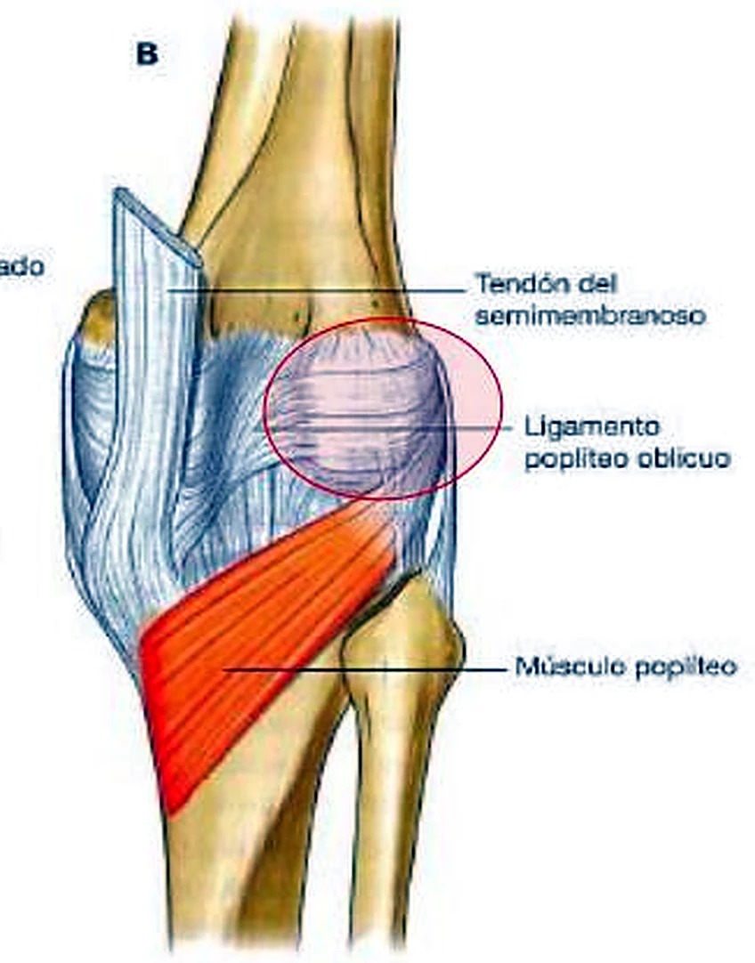 La cara posterior de la rodilla, con ligamentos blancos y debajo un músculo rojo oblicuo.