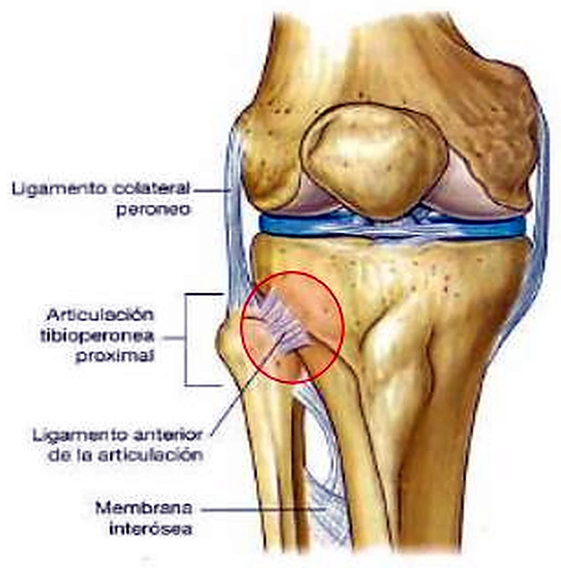 La rodilla por delante, con un círculo rojo junto a la cabeza del peroné.