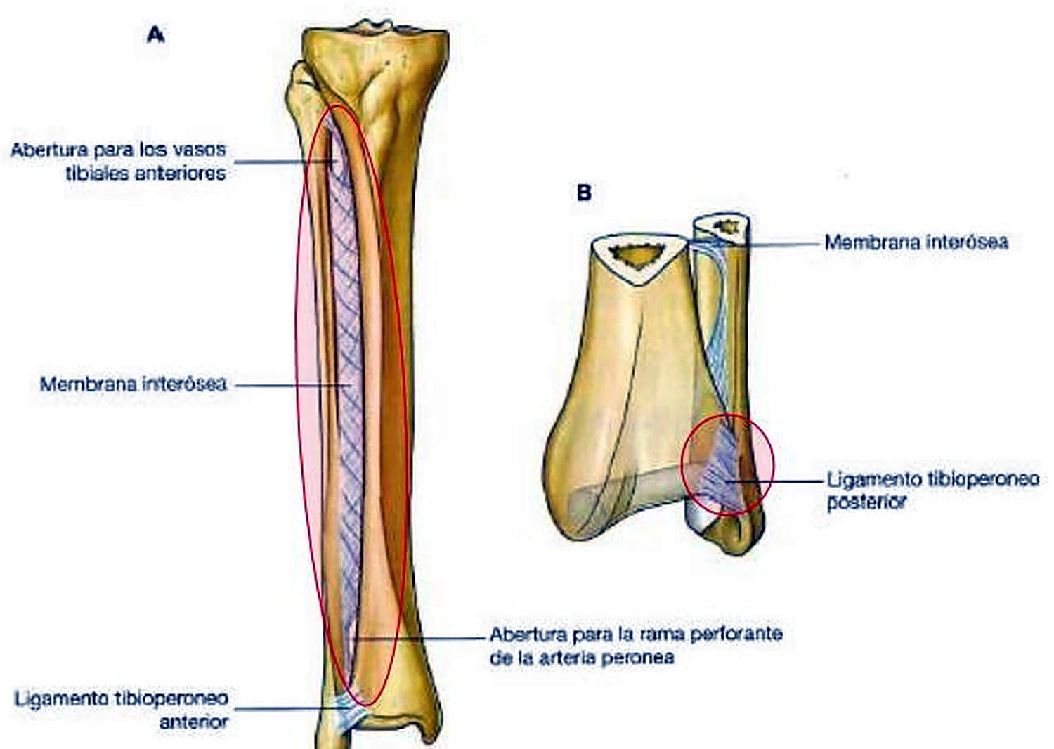 La tibia y el peroné y entre ellos una membrana en forma de red, y el detalle del extremo inferior.