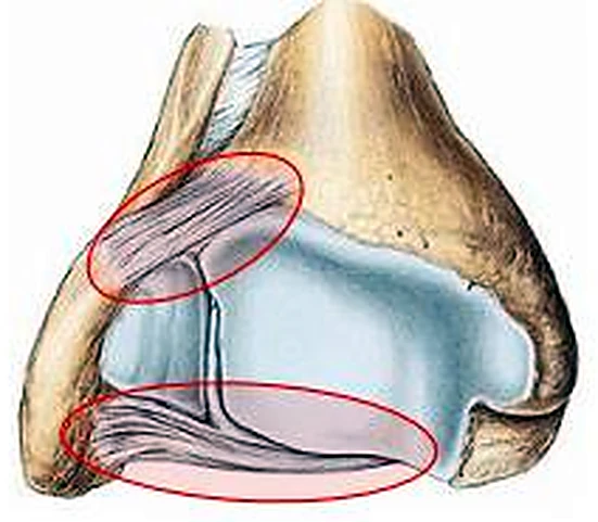 La cara posterior de los huesos del tobillo, con dos ligamentos en óvalos rojos.