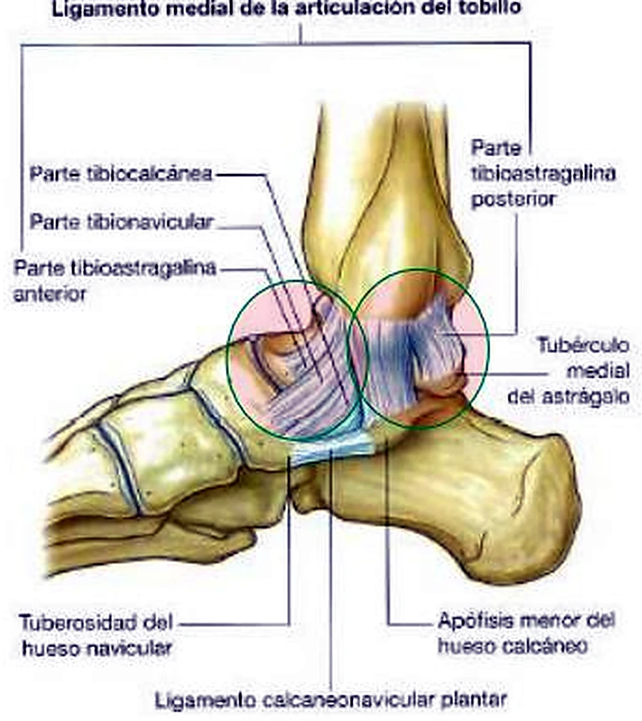 El tobillo por dentro, con un ligamento ancho en círculos verdes.