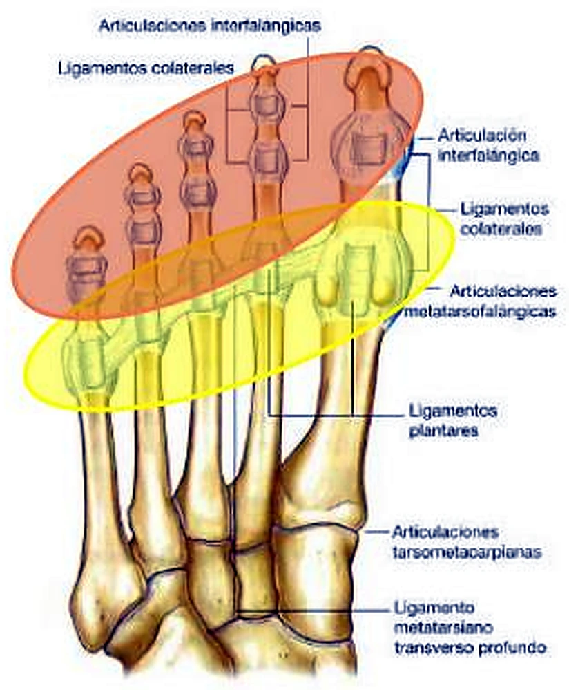 La parte anterior del pie desde abajo, con dos óvalos de colores sobre los dedos.