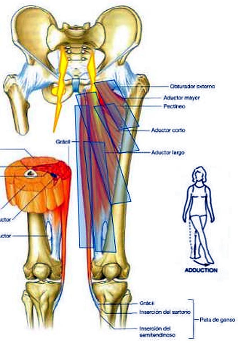 La pelvis y los fémures por delante, con los músculos en recuadros transparentes y una persona juntando las piernas.