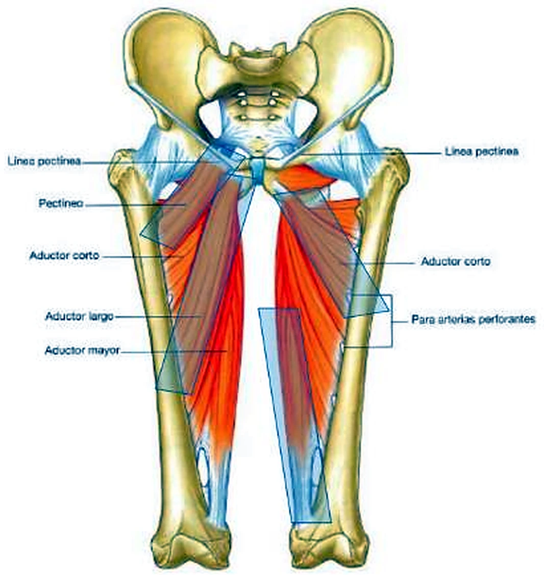 La pelvis y los dos fémures, con músculos rojos oblicuos en la cara interna.
