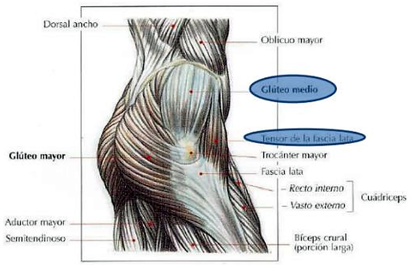 Dibujo gris de los músculos de la nalga, con dos nombres destacados en azul.