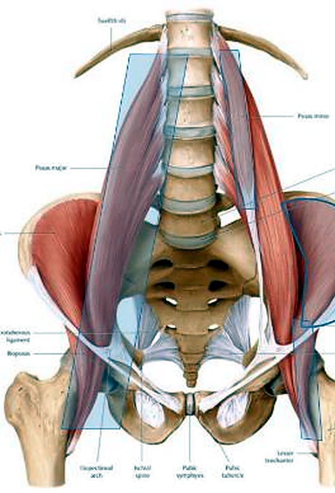 La columna lumbar y la pelvis por delante, con un músculo alargado a cada lado.