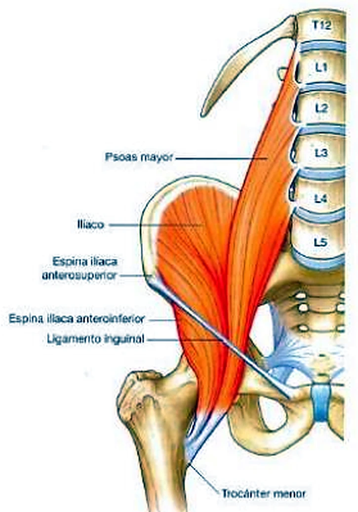La columna lumbar de lado y la pelvis, con un músculo rojo alargado hacia el fémur.