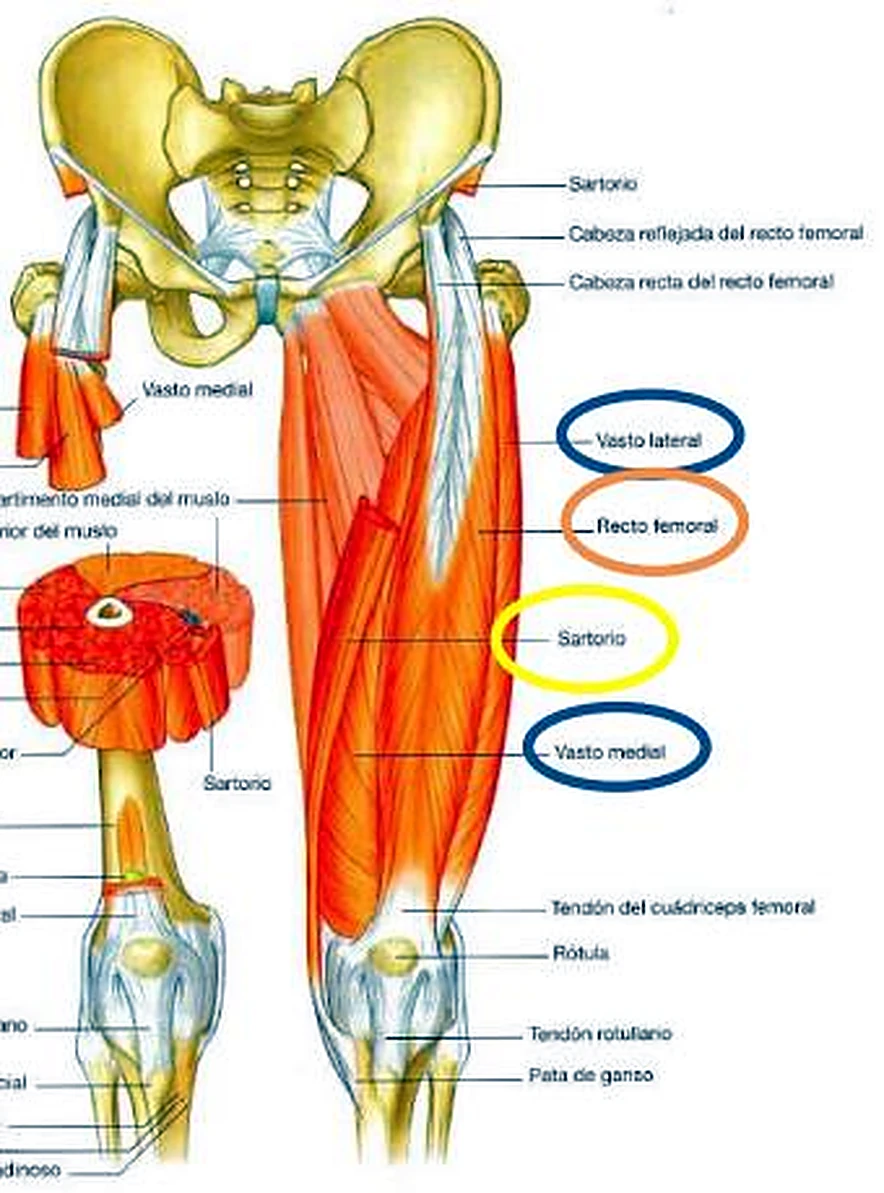 La pelvis y el muslo por delante, con los músculos en rojo y los nombres en círculos de colores.