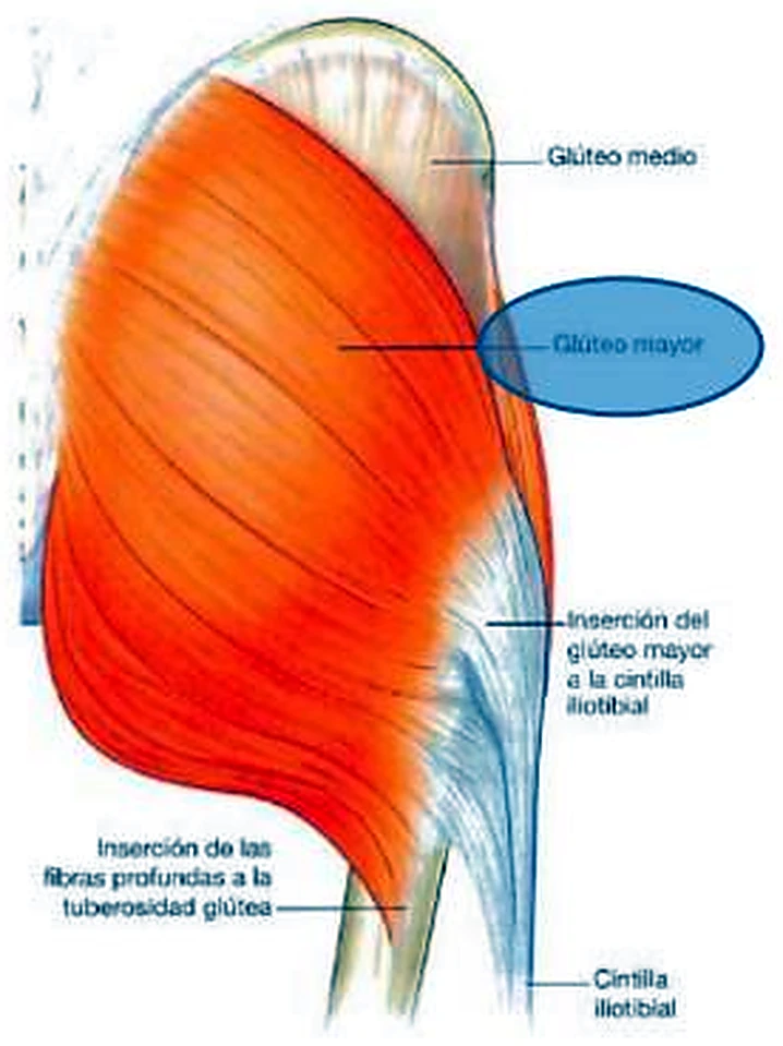 Un gran músculo rojo en la nalga y debajo una banda blanca.
