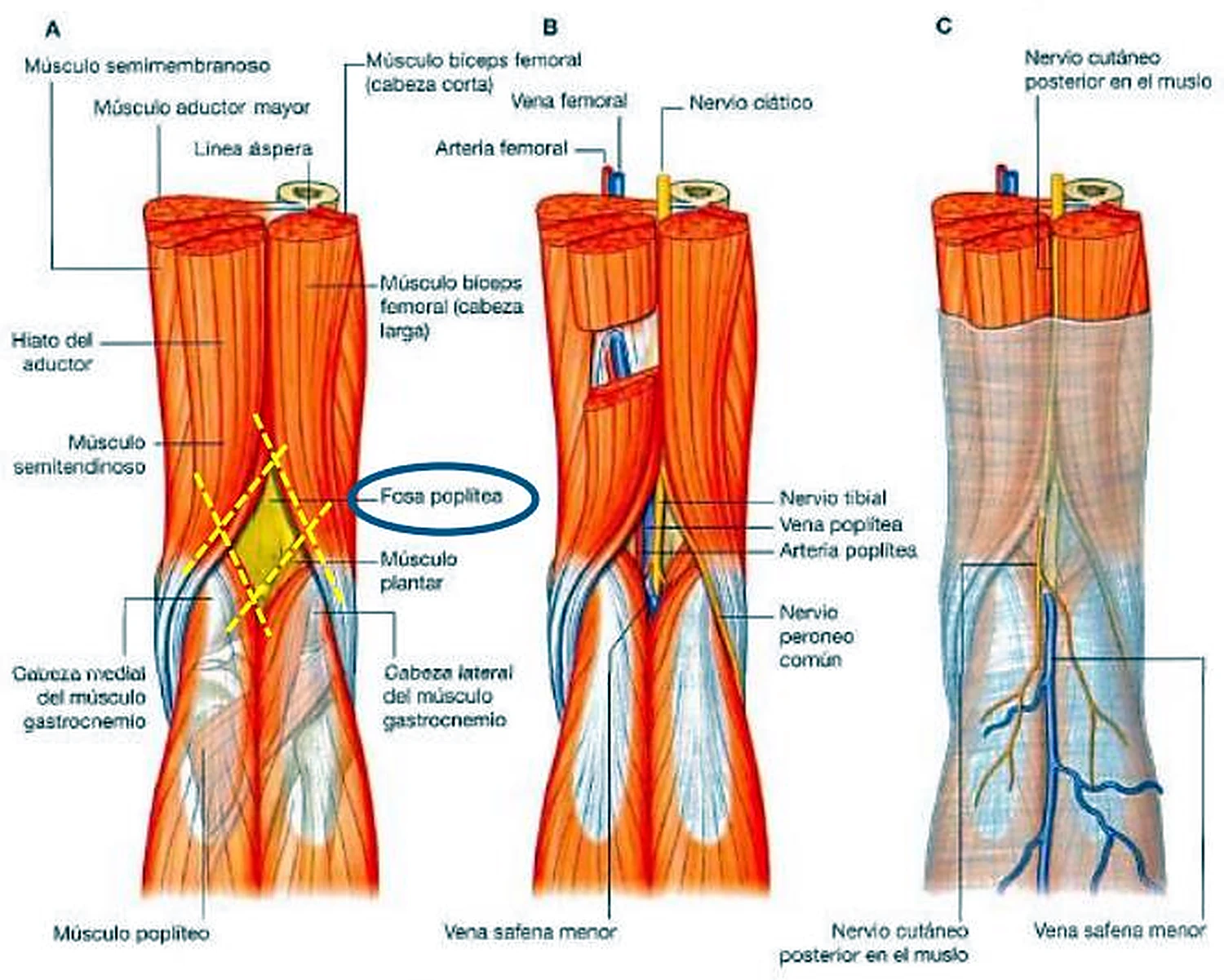 Tres cortes de la cara posterior de la rodilla, con el rombo en amarillo y los vasos y los nervios.