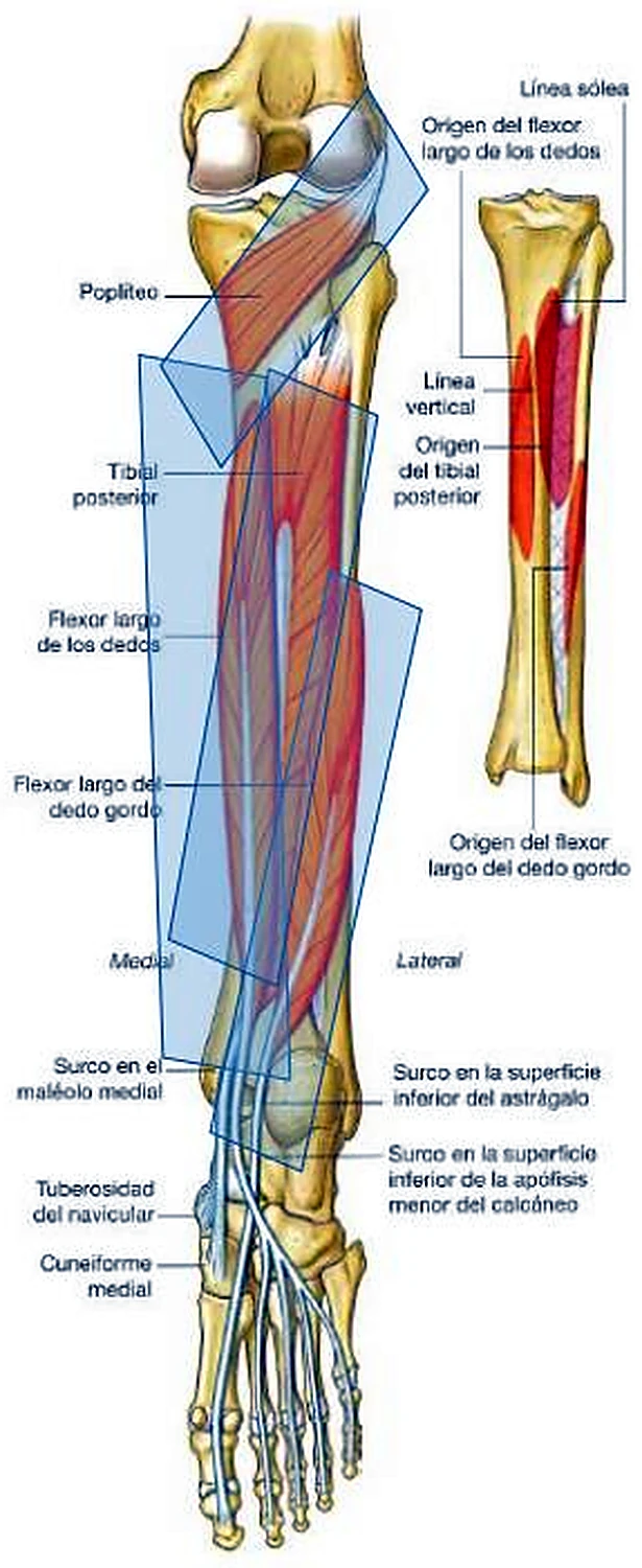 La pierna por detrás, con los músculos profundos en recuadros azules transparentes, y al lado el esquema de la tibia.