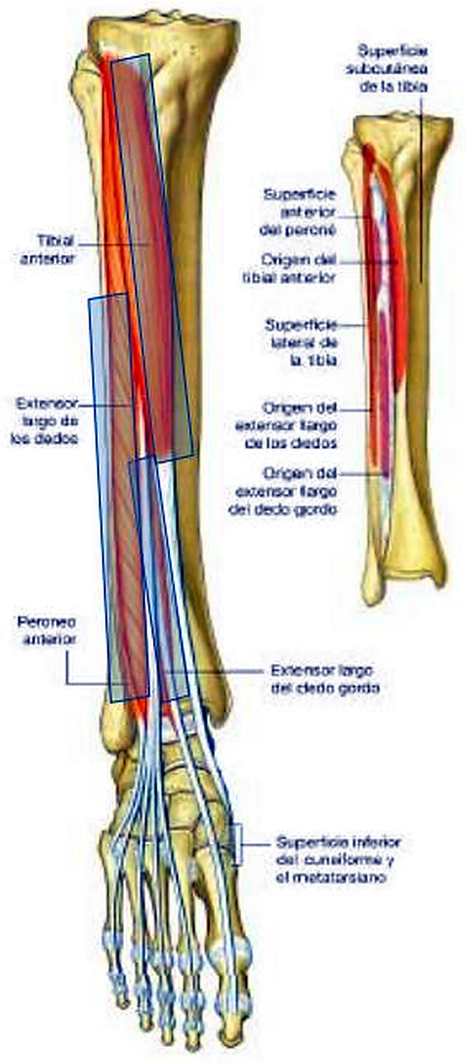 La pierna y el pie por delante, con los músculos alargados en recuadros azules y los tendones hacia los dedos.