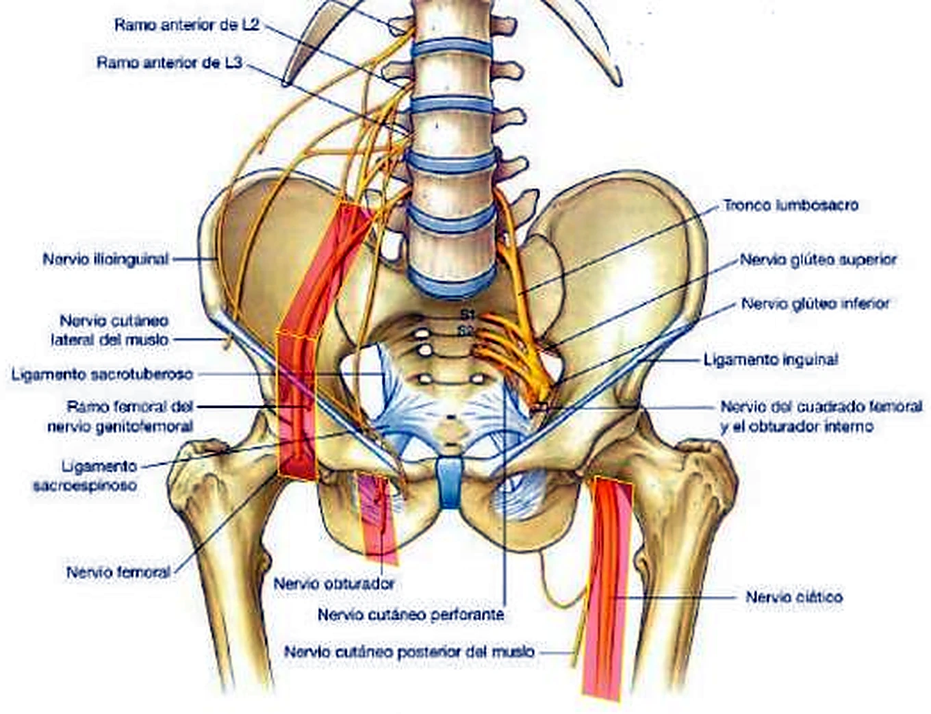 La pelvis y la parte superior de los fémures por delante, con nervios amarillos y algunos vasos rojos.