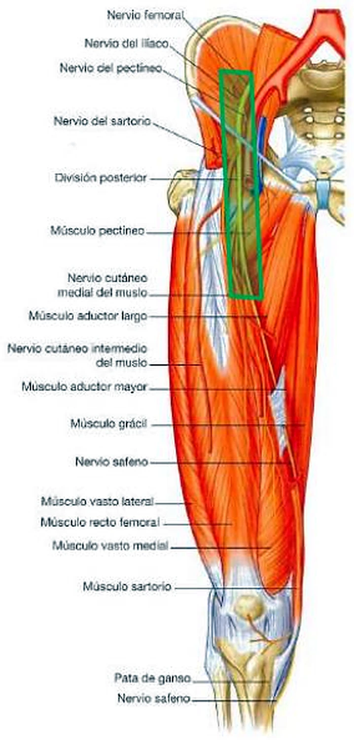 El muslo por delante con los músculos en rojo y un nervio en un recuadro verde.