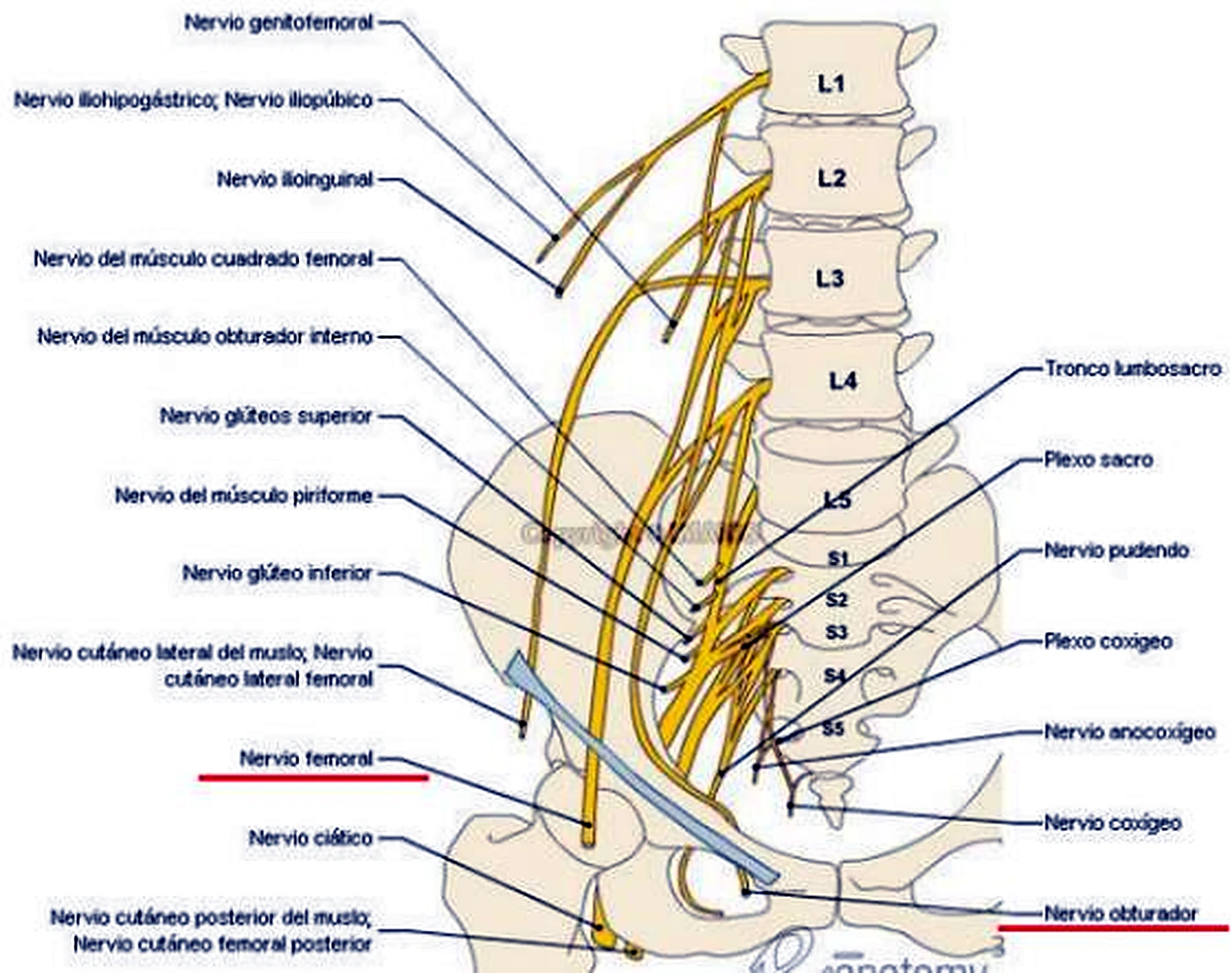 La columna lumbar y el sacro de lado, con una red de nervios amarillos con sus nombres.