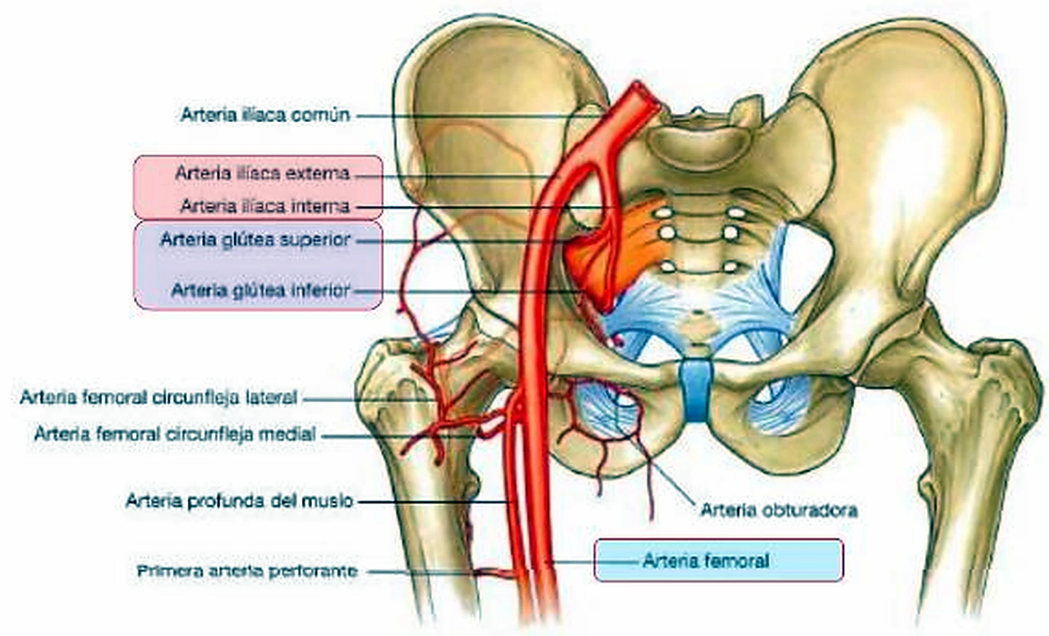 La pelvis por delante, en un lado grandes arterias rojas y las etiquetas en recuadros de colores.